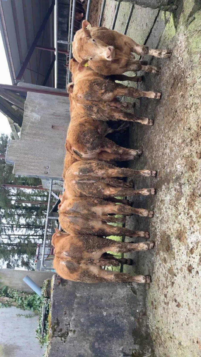 Farmer Owned U+ Grade Bull Weanlings - Image 1