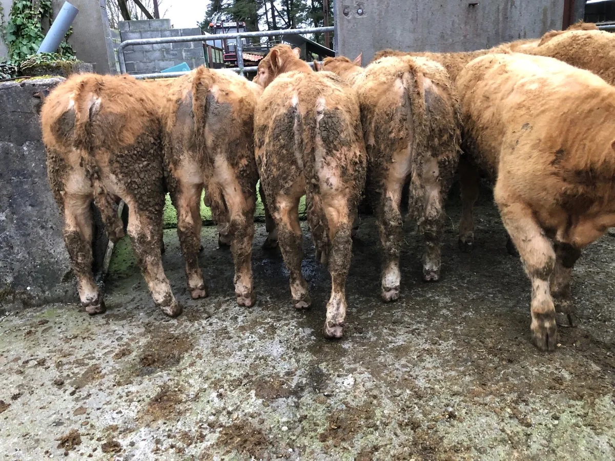 Farmer Owned U+ Grade Bull Weanlings - Image 2