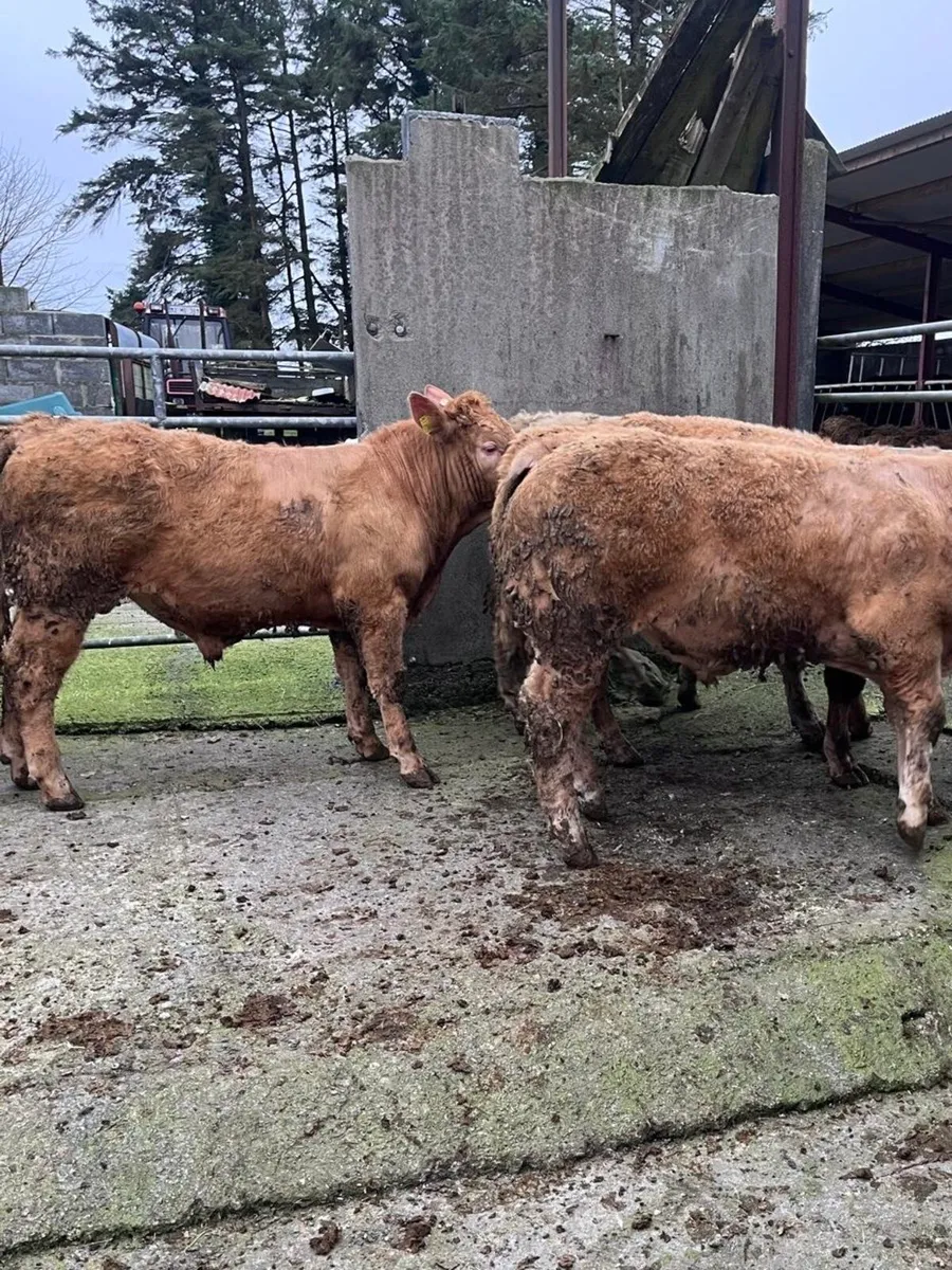Farmer Owned U+ Grade Bull Weanlings - Image 3