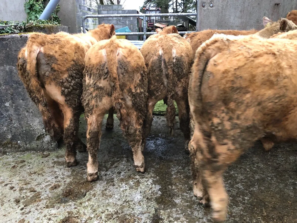 Farmer Owned U+ Grade Bull Weanlings - Image 4