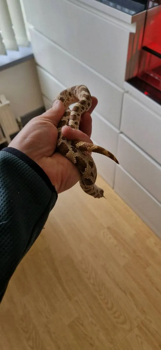 Hognose snakes - Image 4