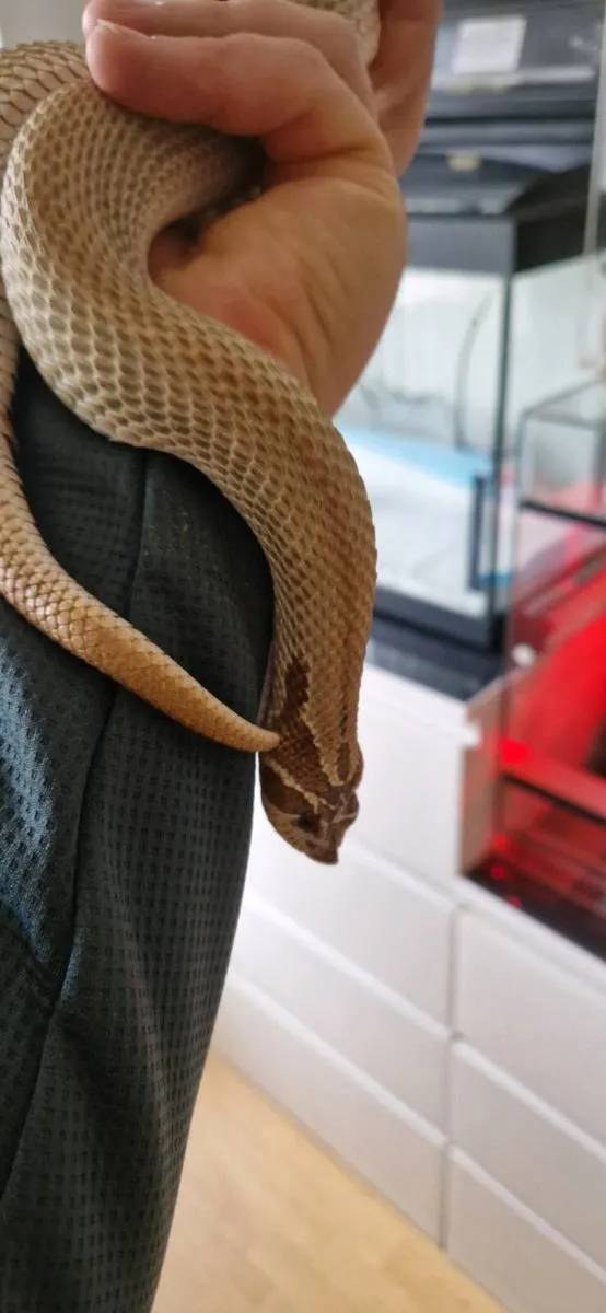 Hognose snakes - Image 1