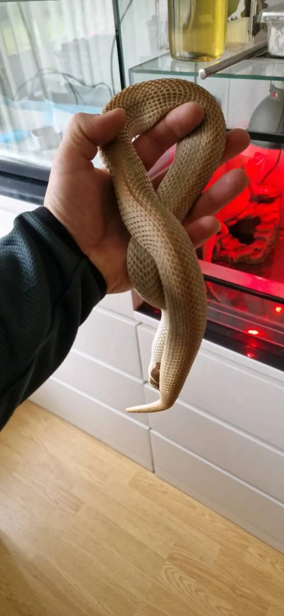 Hognose snakes - Image 2
