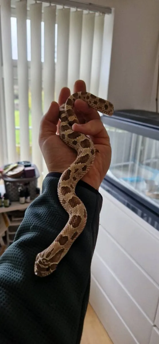 Hognose snakes - Image 3