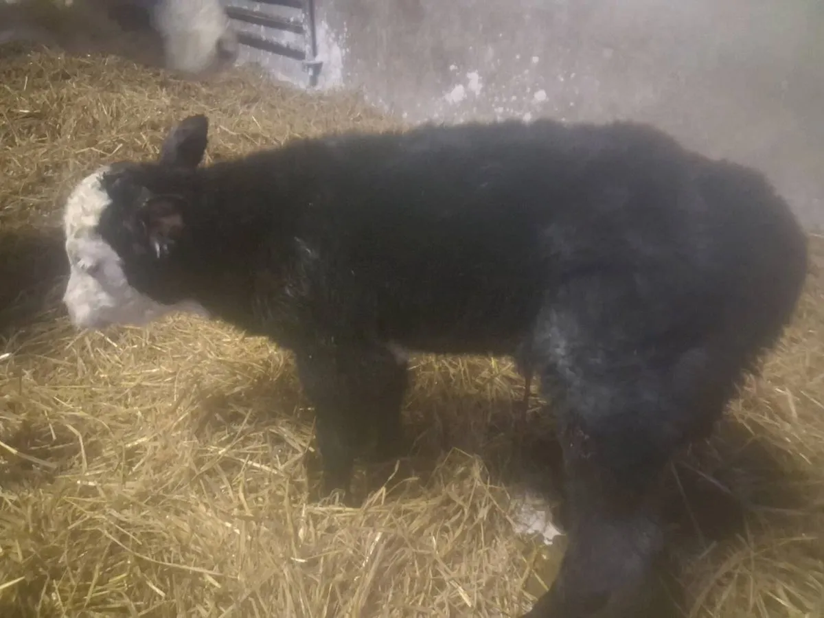 Organic heifer - Image 2