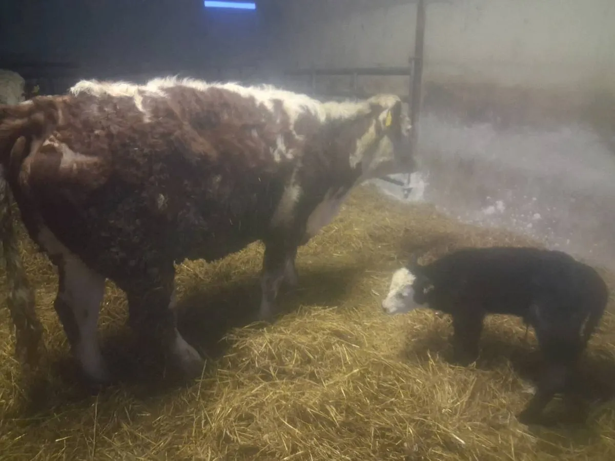 Organic heifer - Image 3