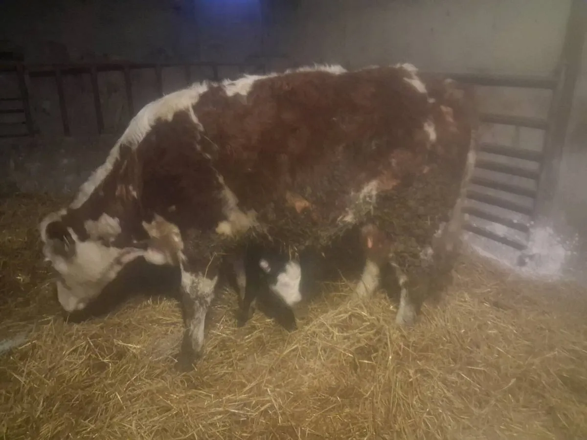 Organic heifer - Image 1