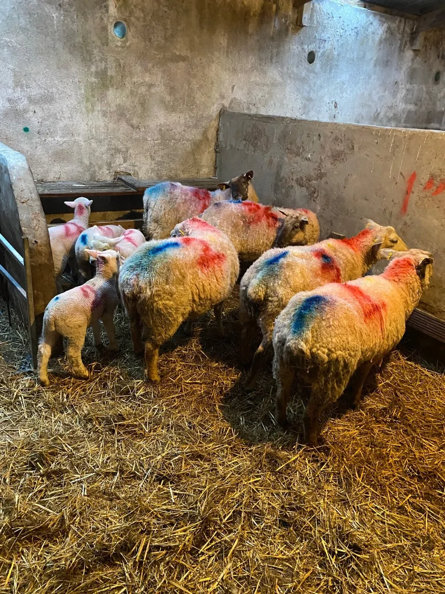 Ewes with single lambs - Image 1
