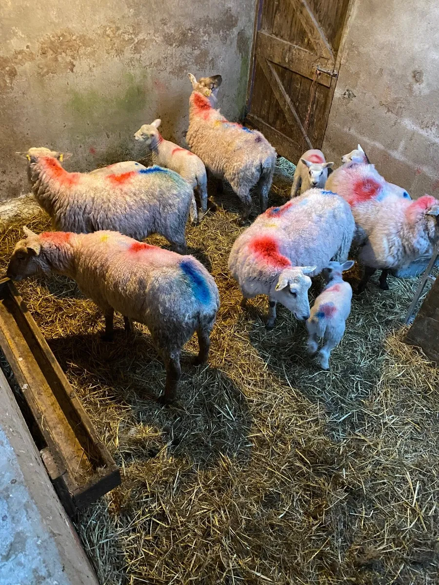 Ewes with single lambs - Image 2