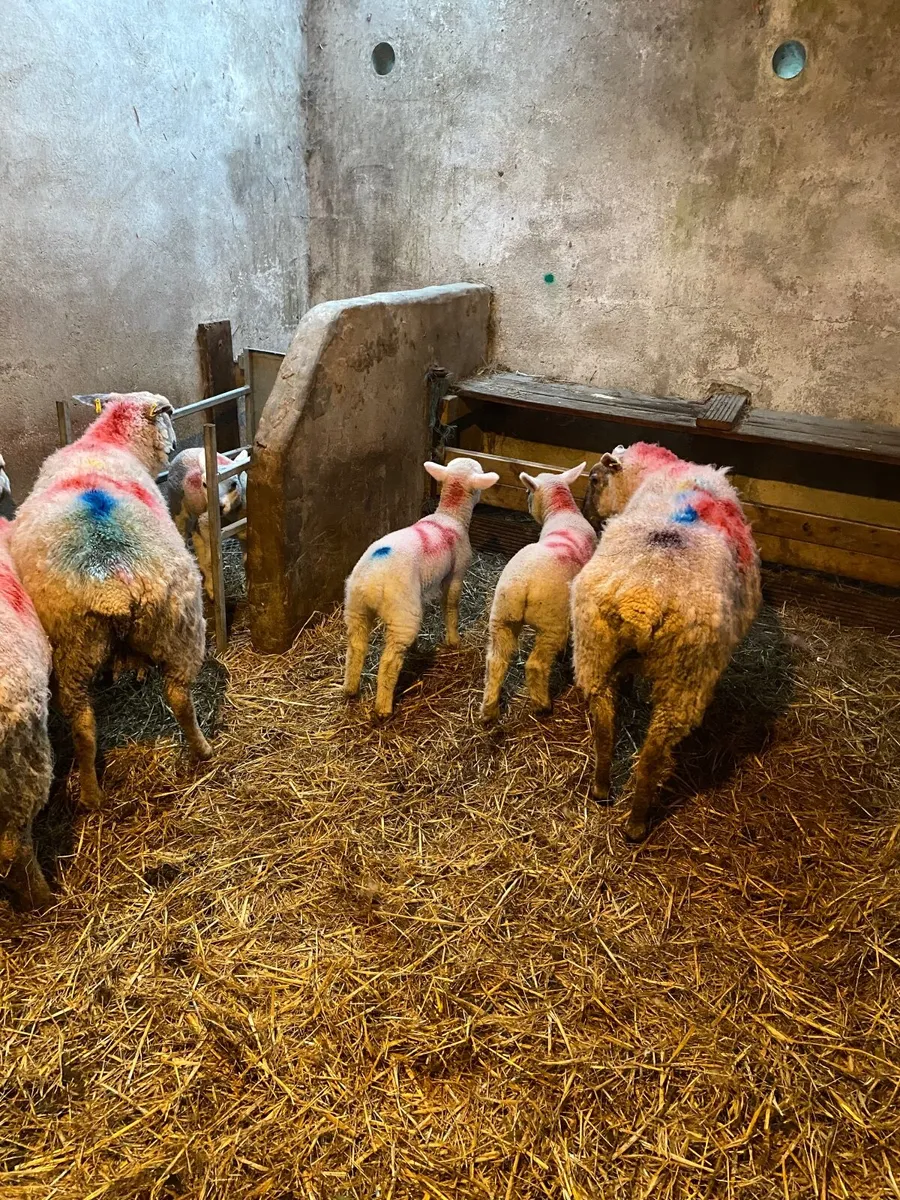 Ewes with single lambs - Image 3