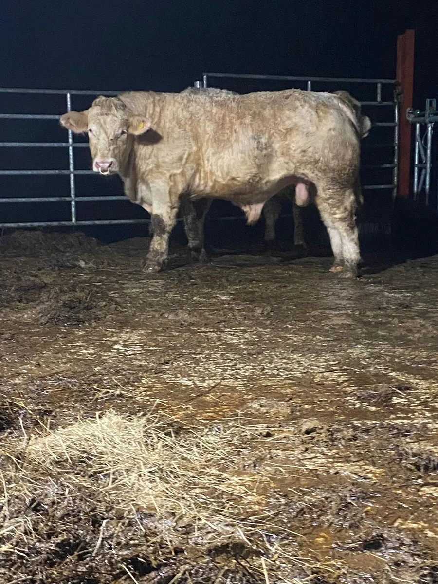 💥 Charolais Bulls 💥 - Image 2