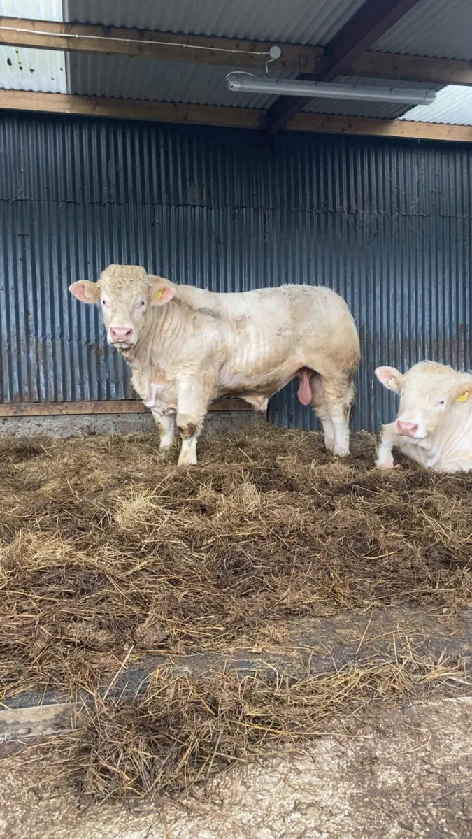 💥 Charolais Bulls 💥 - Image 1