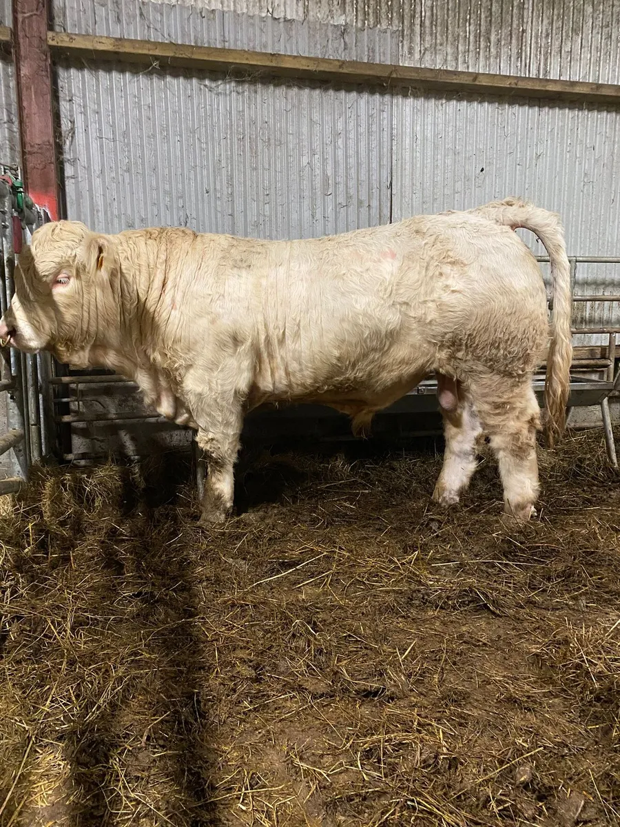 💥 Charolais Bulls 💥 - Image 3