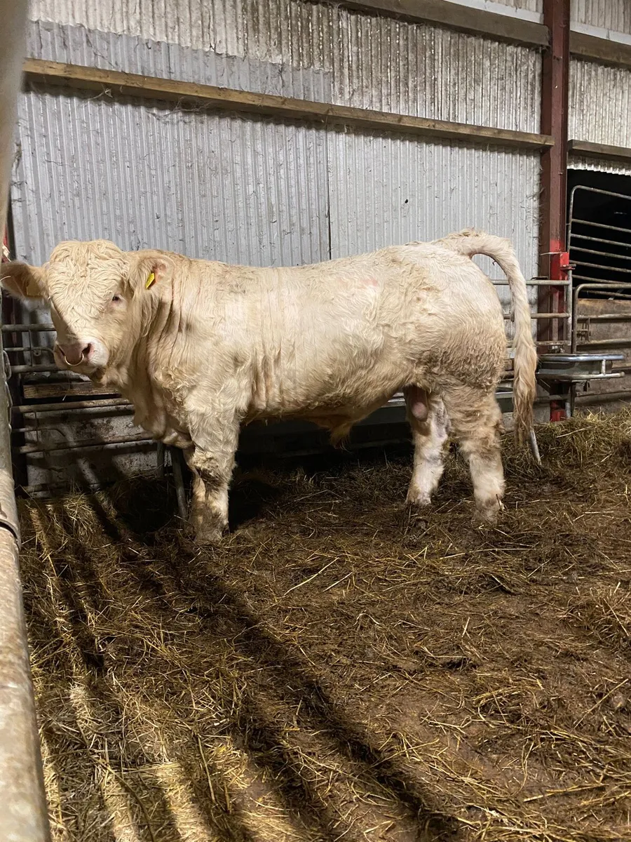 💥 Charolais Bulls 💥 - Image 4