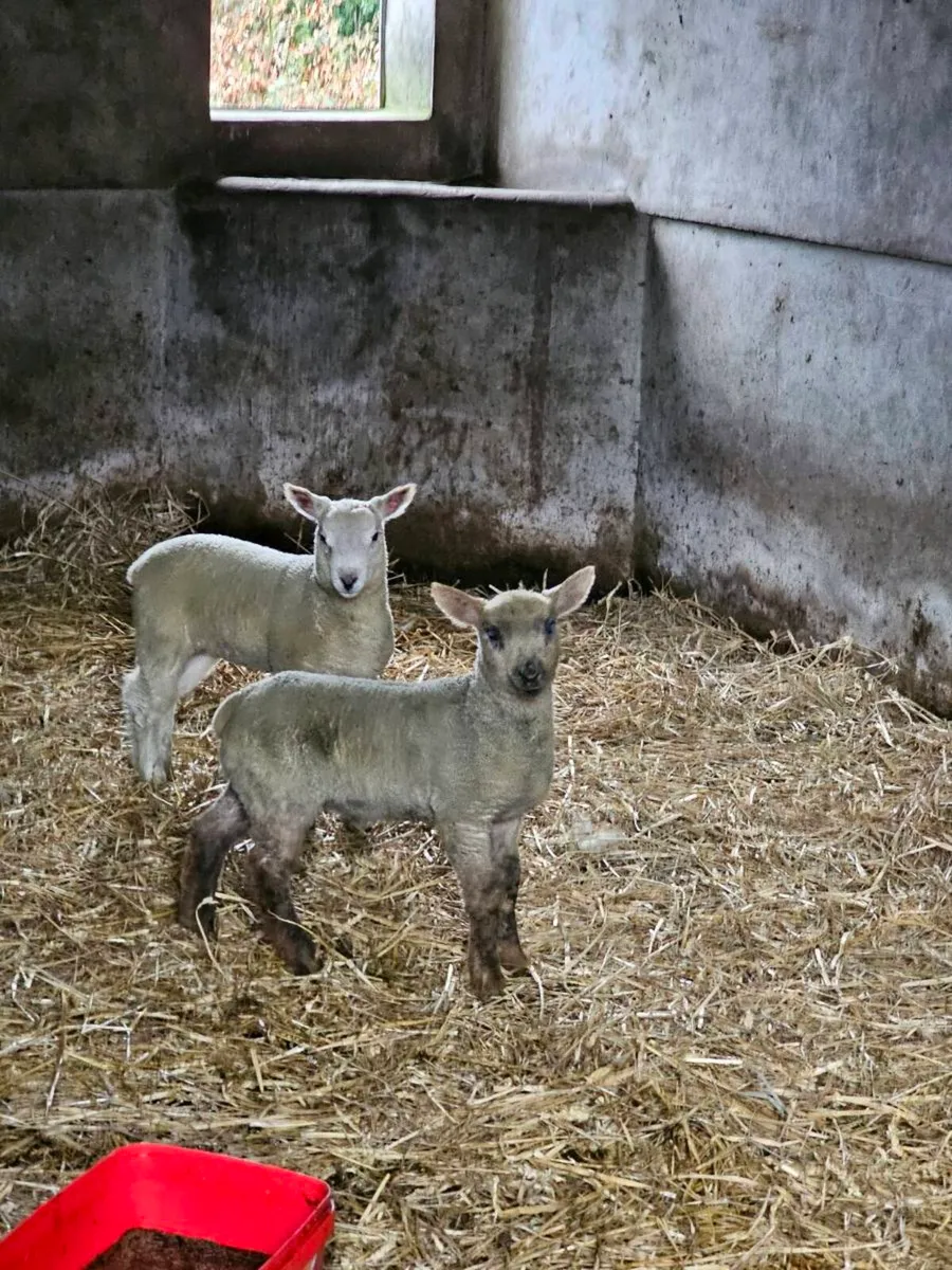 Ewes and lambs - Image 1