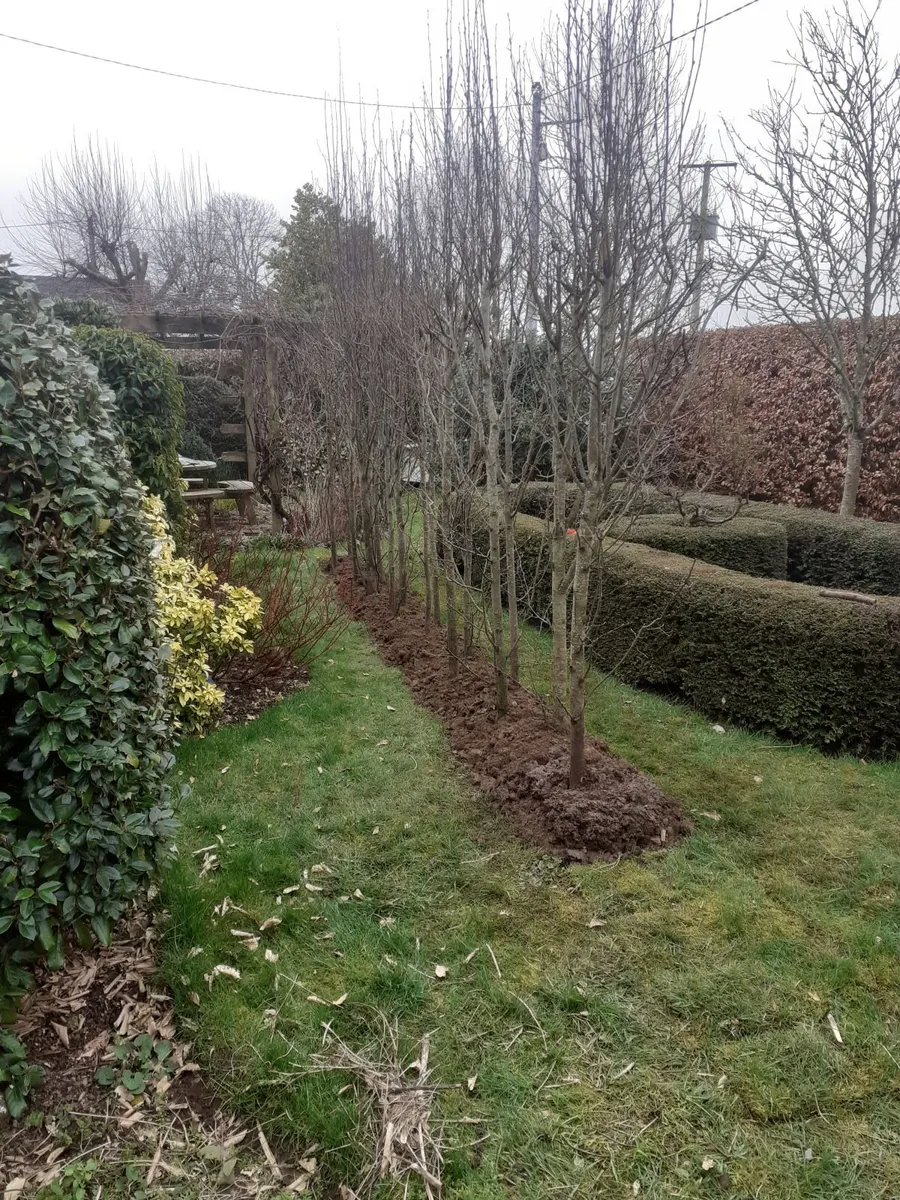 Hornbeam Trees - Image 1