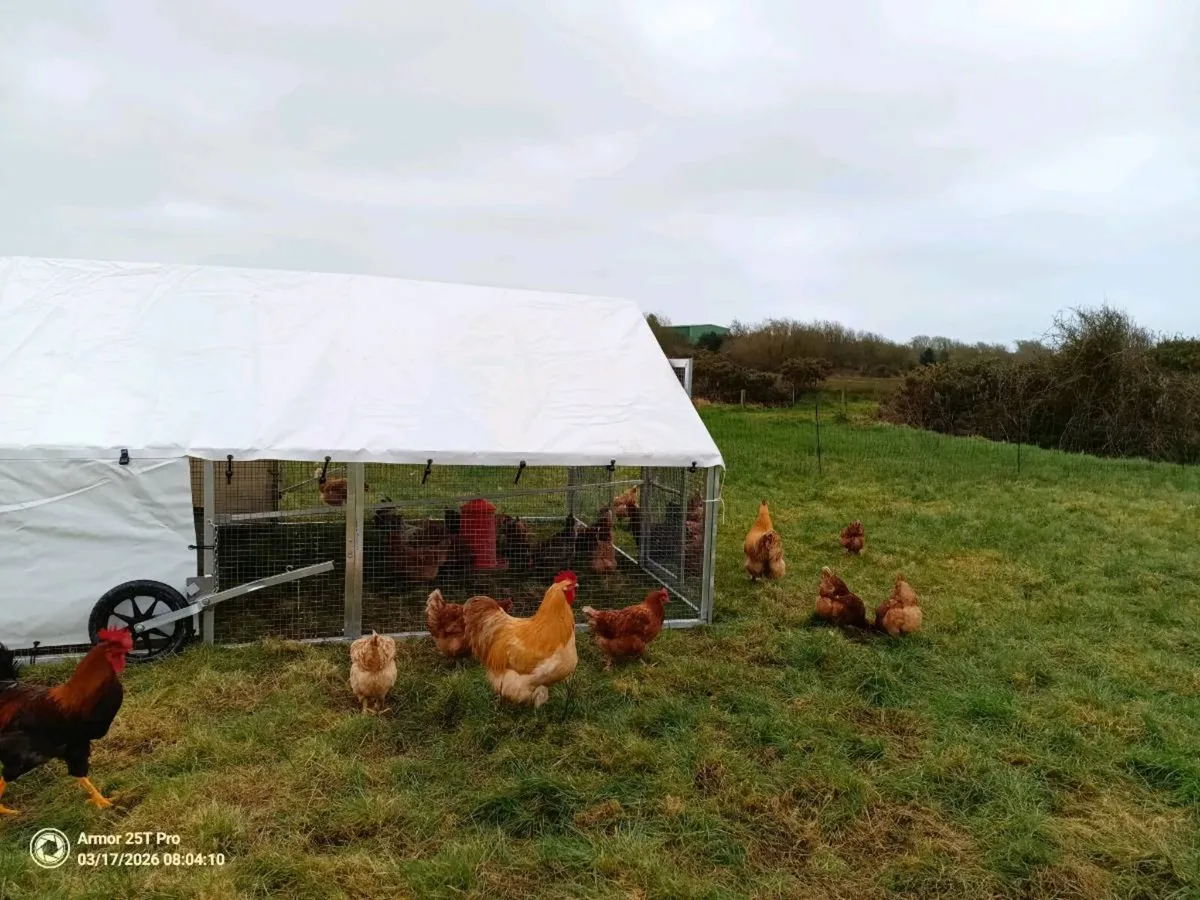 Laying hens (22 months old) 15 to sell - Image 3