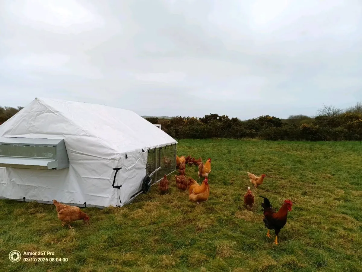 Laying hens (22 months old) 15 to sell - Image 4