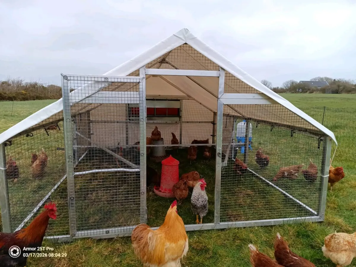 Laying hens (22 months old) 15 to sell - Image 1