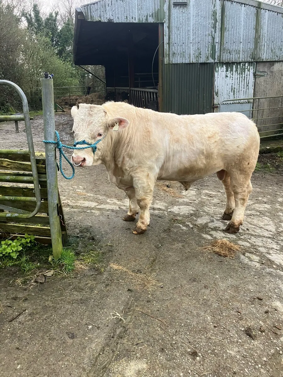 Pbr Charolais bull - Image 1