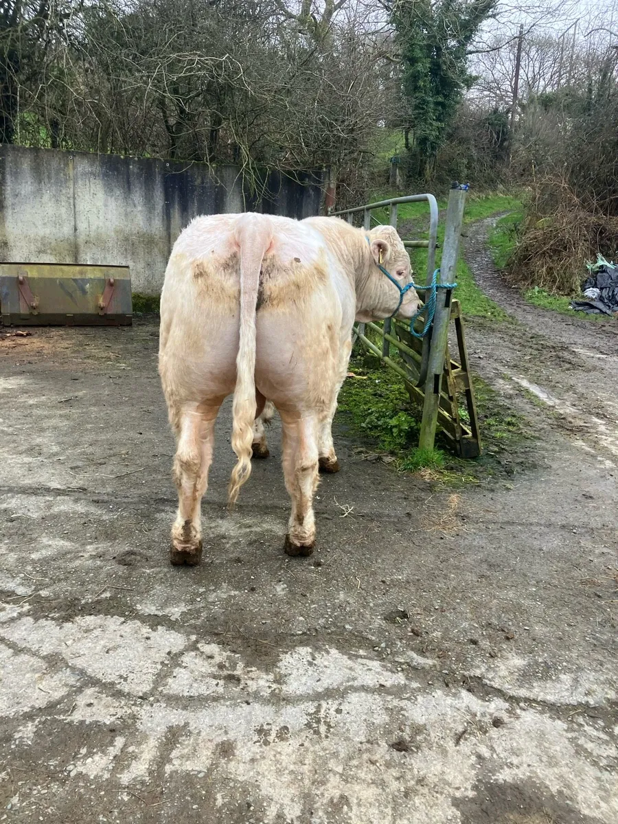 Pbr Charolais bull - Image 3