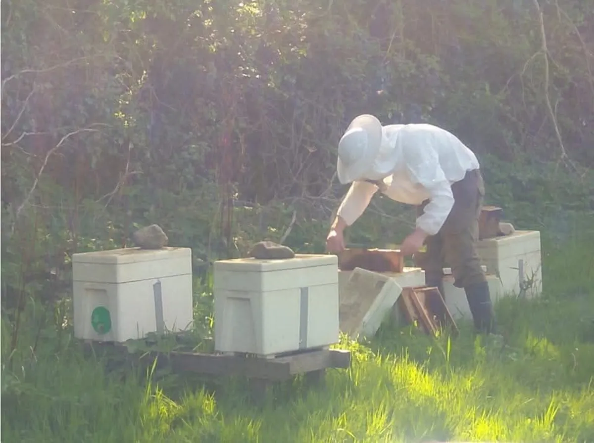 Nucs of bees - Image 2