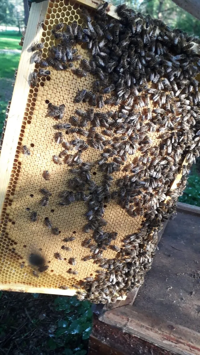 Nucs of bees - Image 3