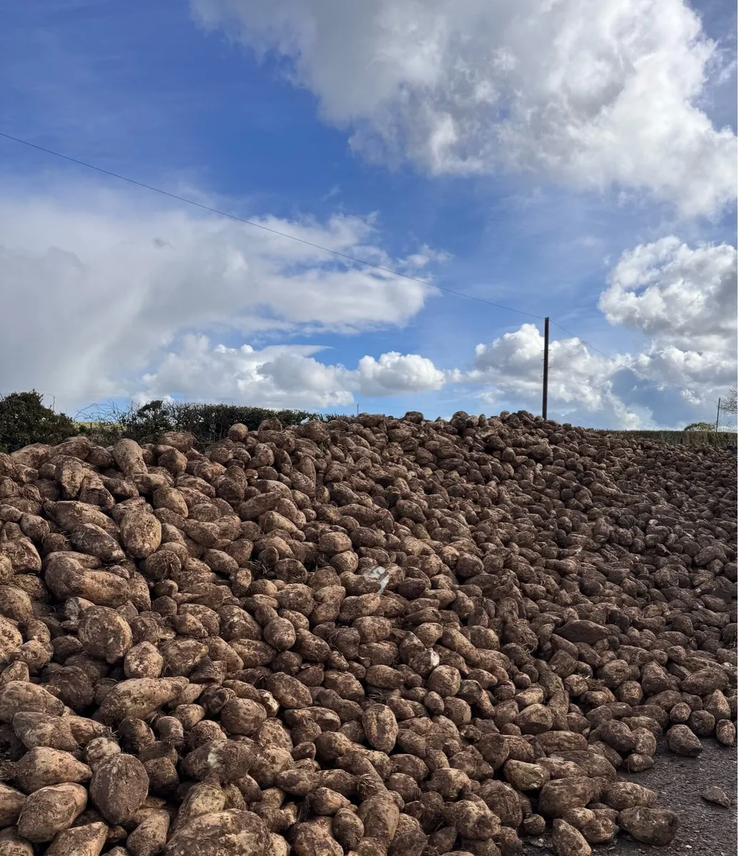 Beet For Sale - Image 1