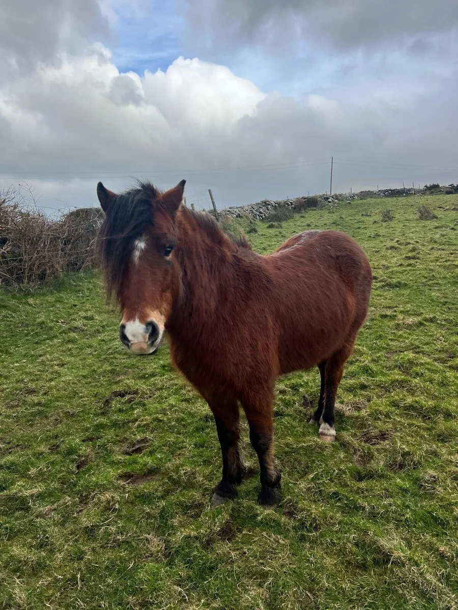 Kerry Bog Pony Gelding - Image 1