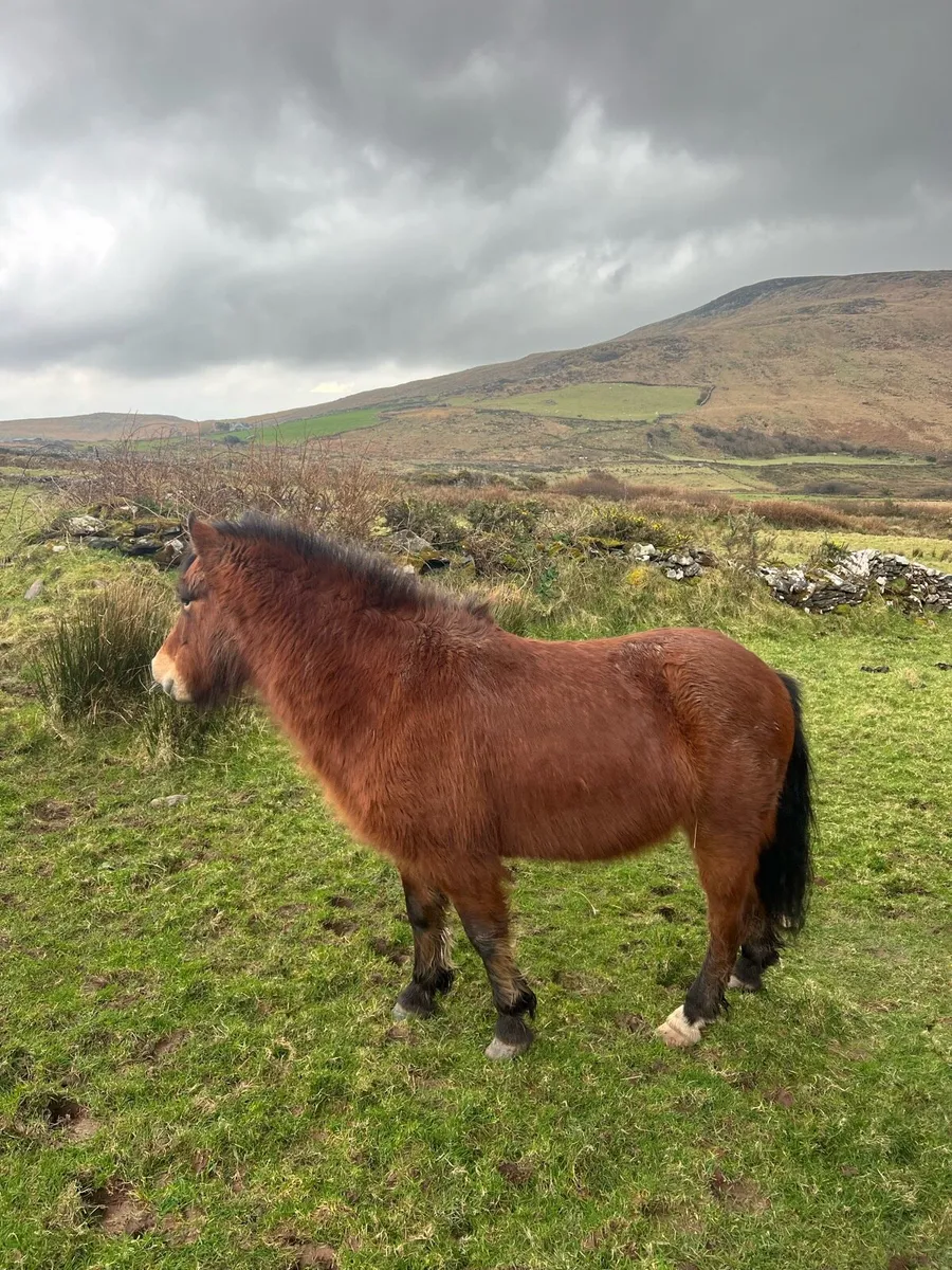 Kerry Bog Pony Gelding - Image 2