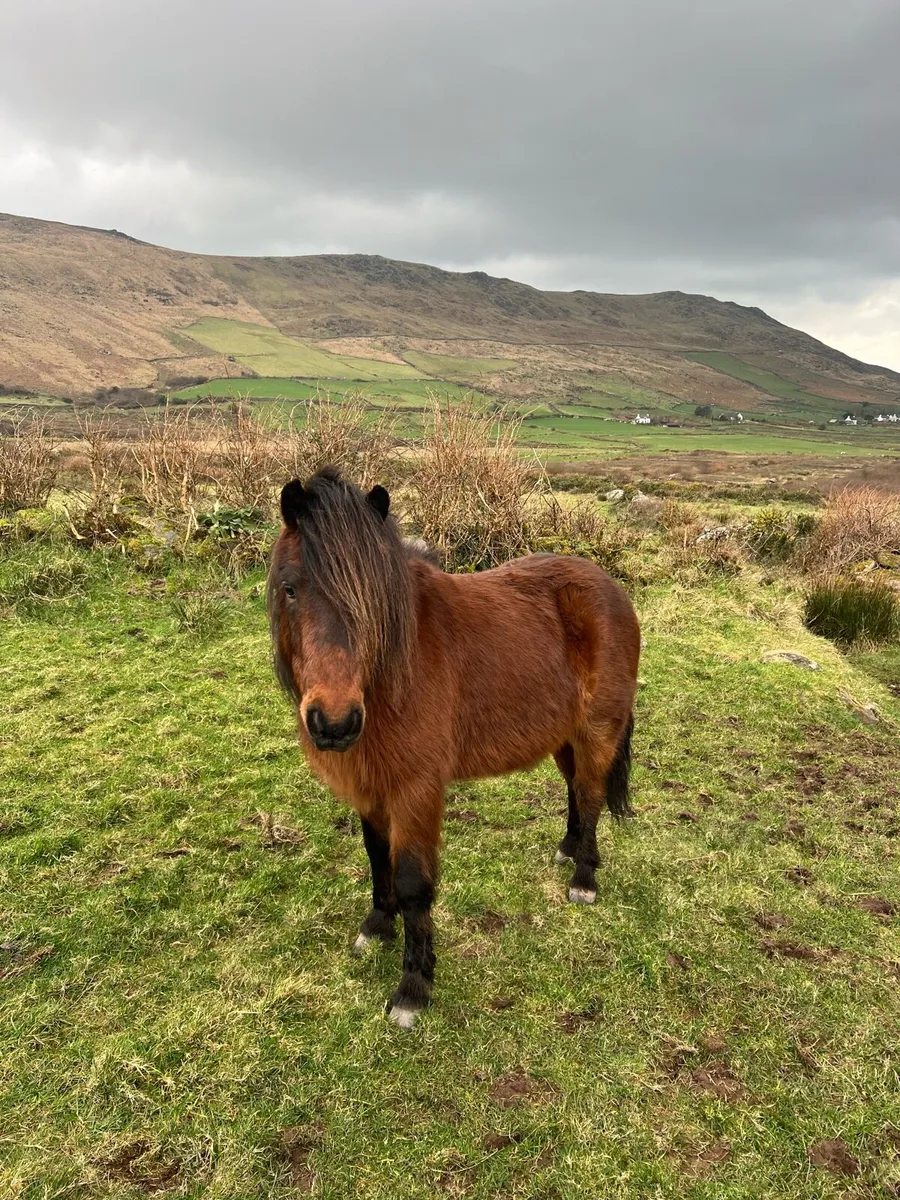 Kerry Bog Pony Gelding - Image 3