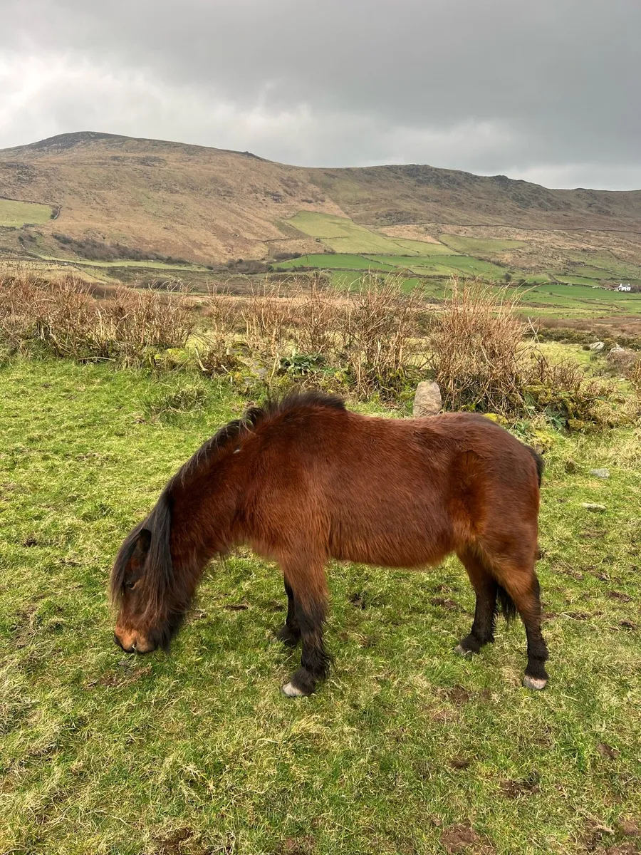 Kerry Bog Pony Gelding - Image 4