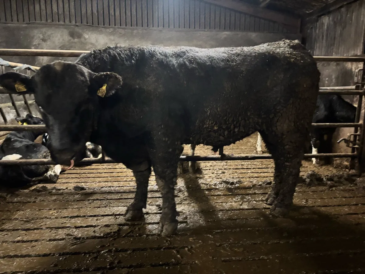 Aberdeen Angus Bull - Image 1