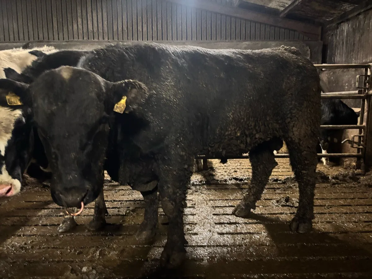 Aberdeen Angus Bull - Image 2