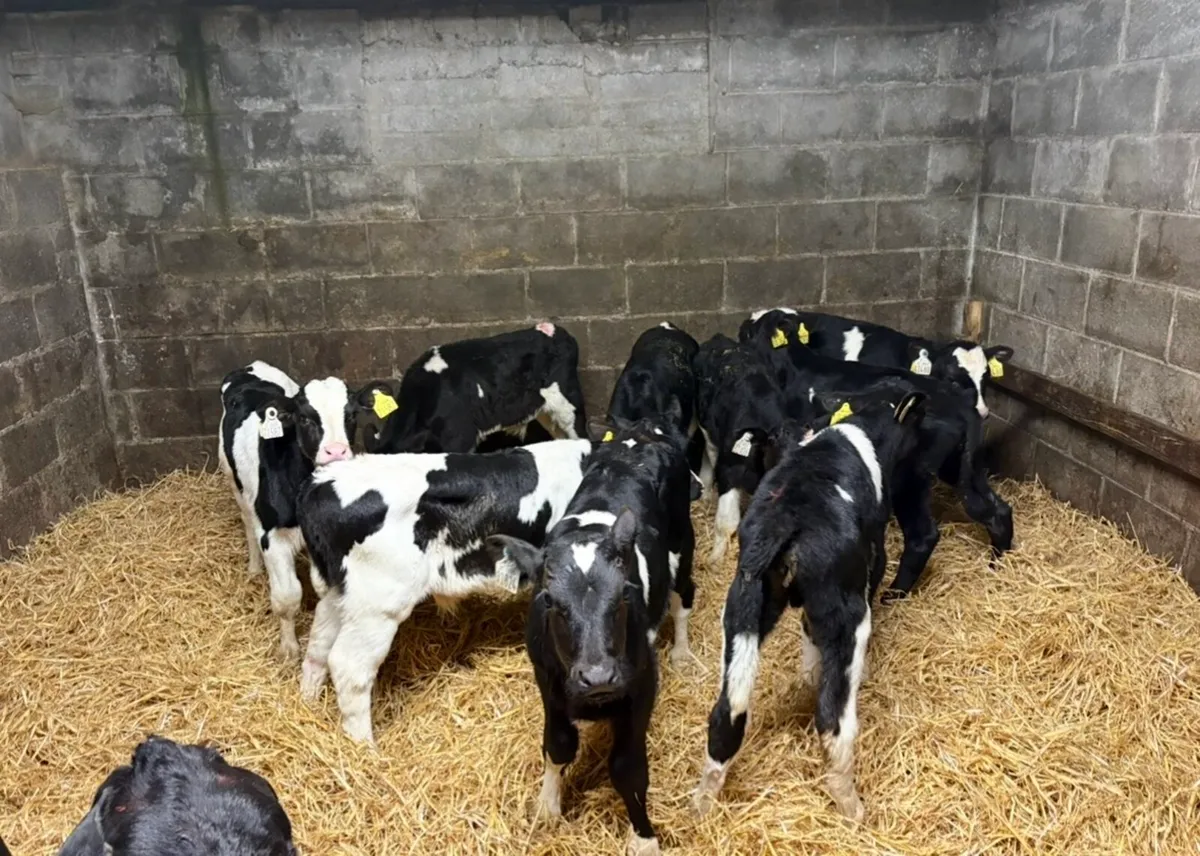 11 super FR bull calves - Image 1