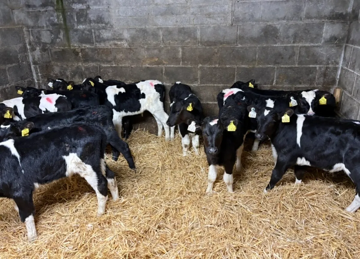 11 super FR bull calves - Image 2
