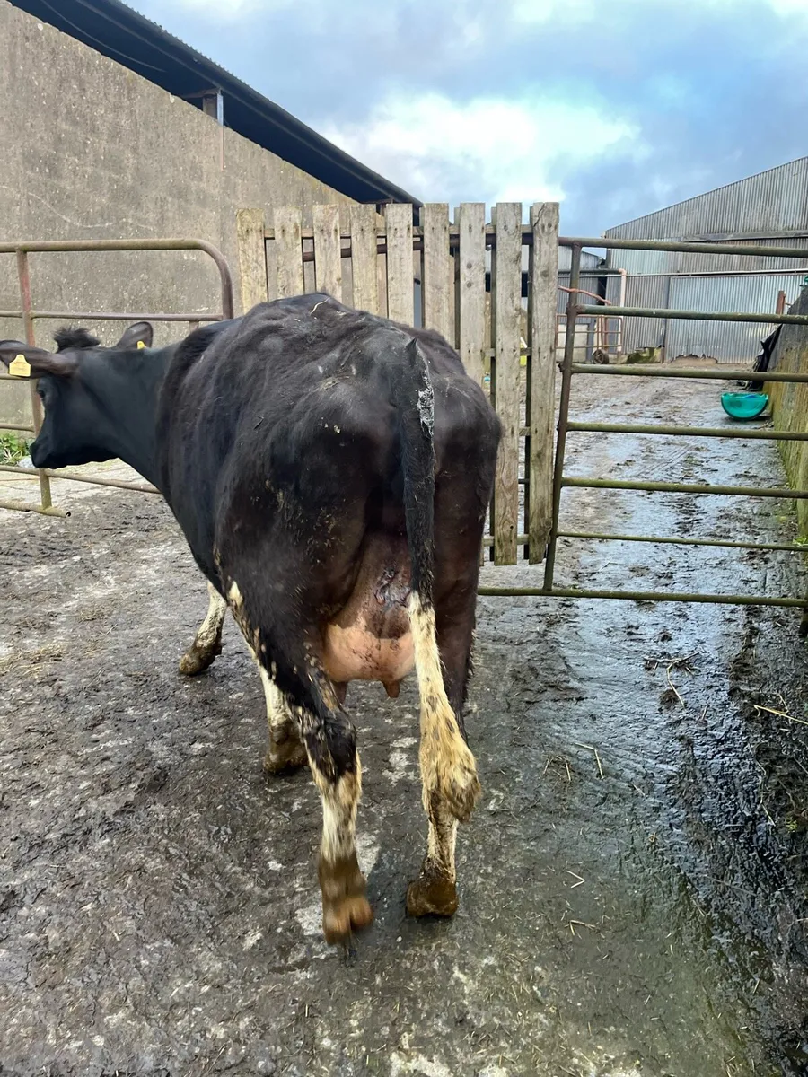 Calved Friesian Heifer - Image 2