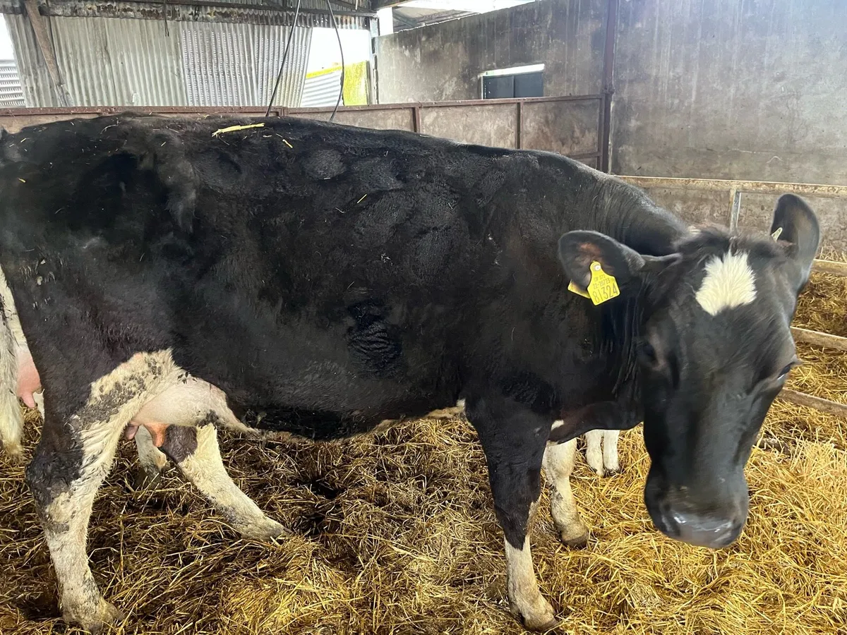 Calved Friesian Heifer - Image 1