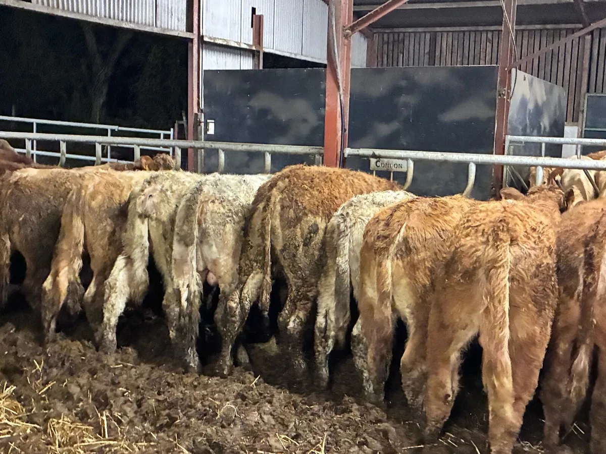 20 smashing store bullocks for sale - Image 4