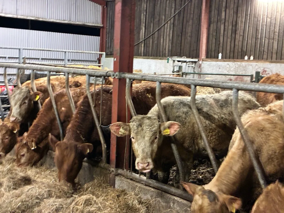 20 smashing store bullocks for sale - Image 1