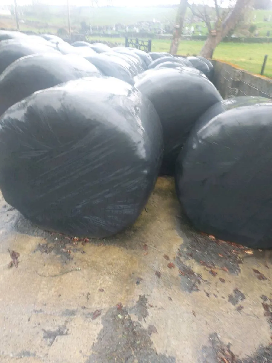Round Bales of Silage - Image 2