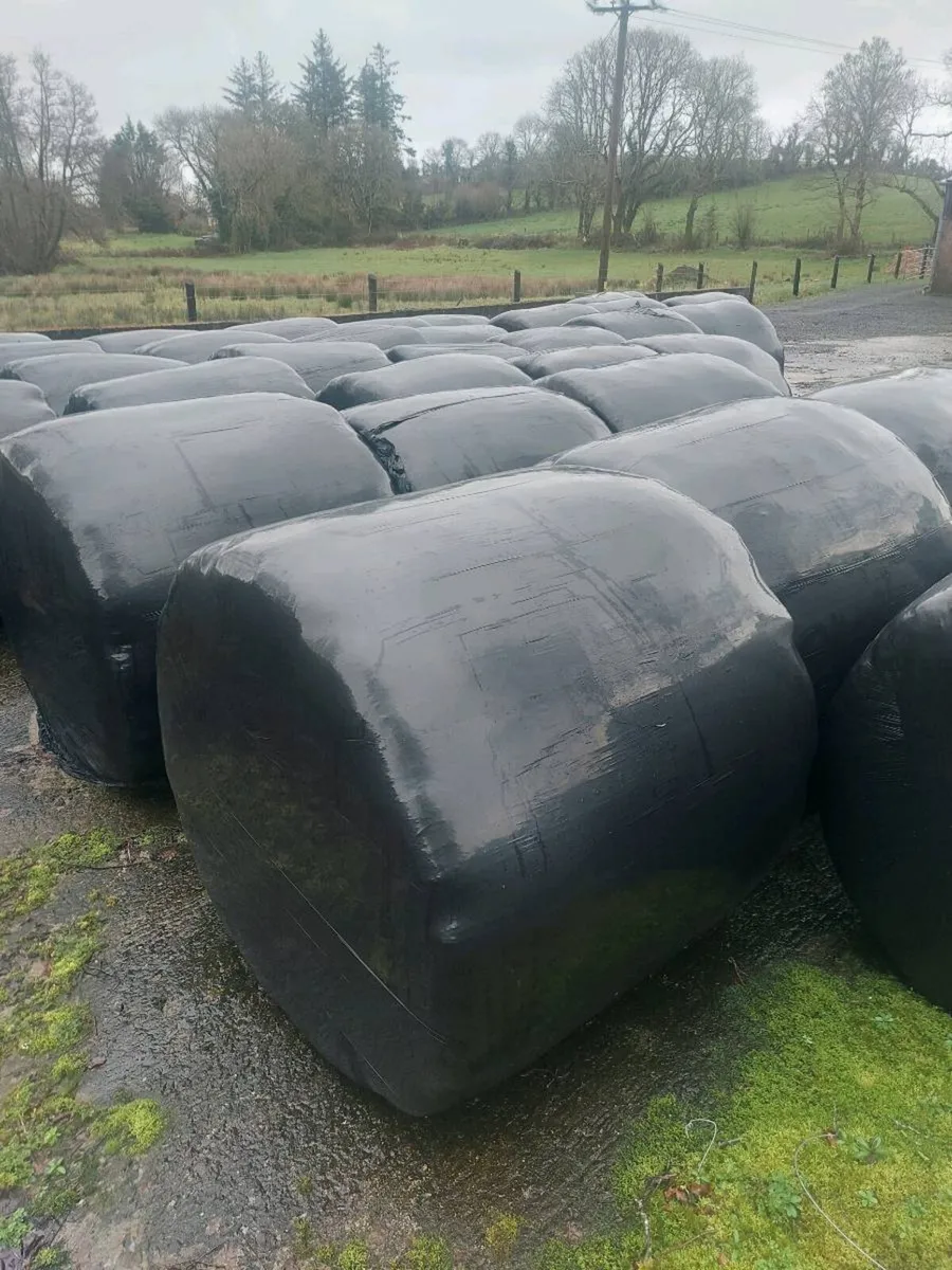 Round Bales of Silage - Image 1