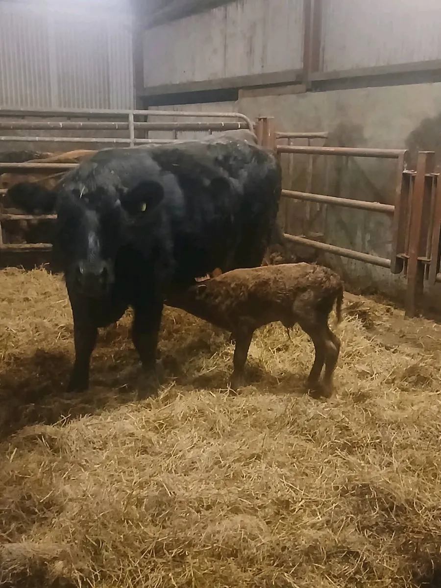 Limousine heifer and calf - Image 1