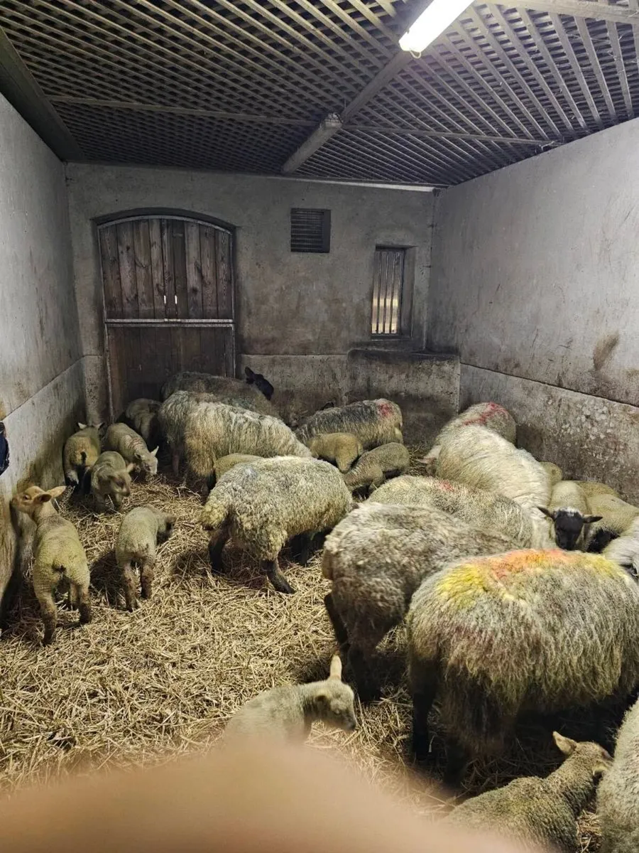 Ewes and lambs - Image 2