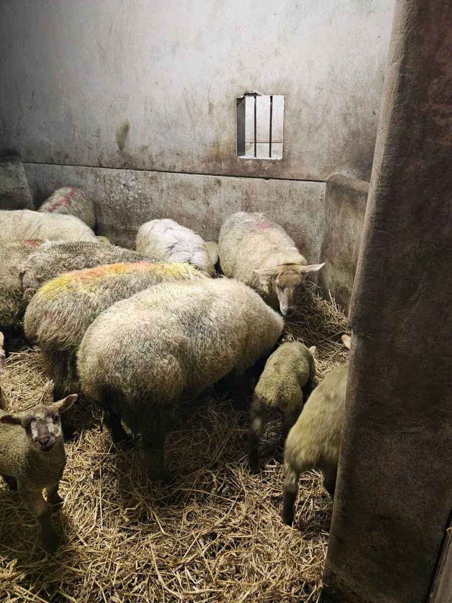 Ewes and lambs - Image 3