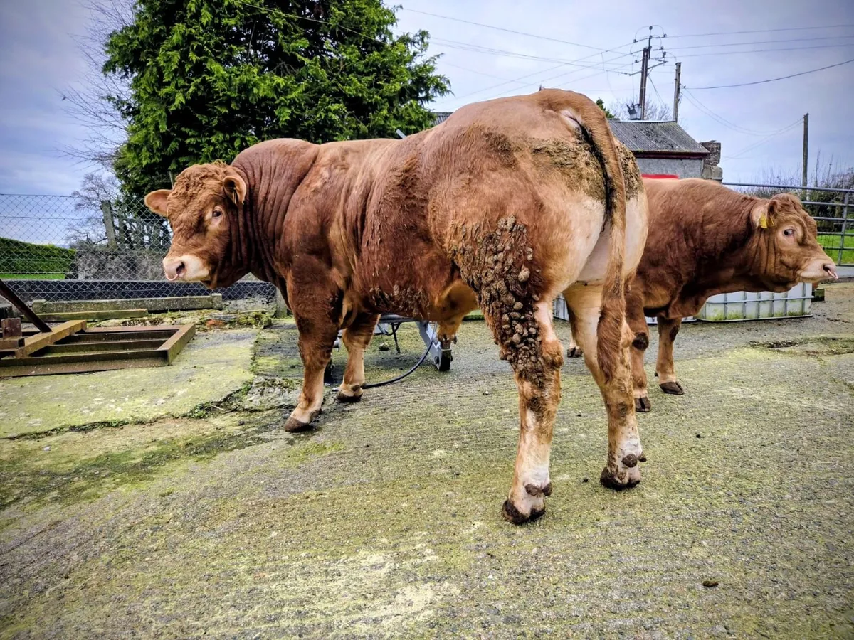 Limousin Pedigree Bull - Image 2