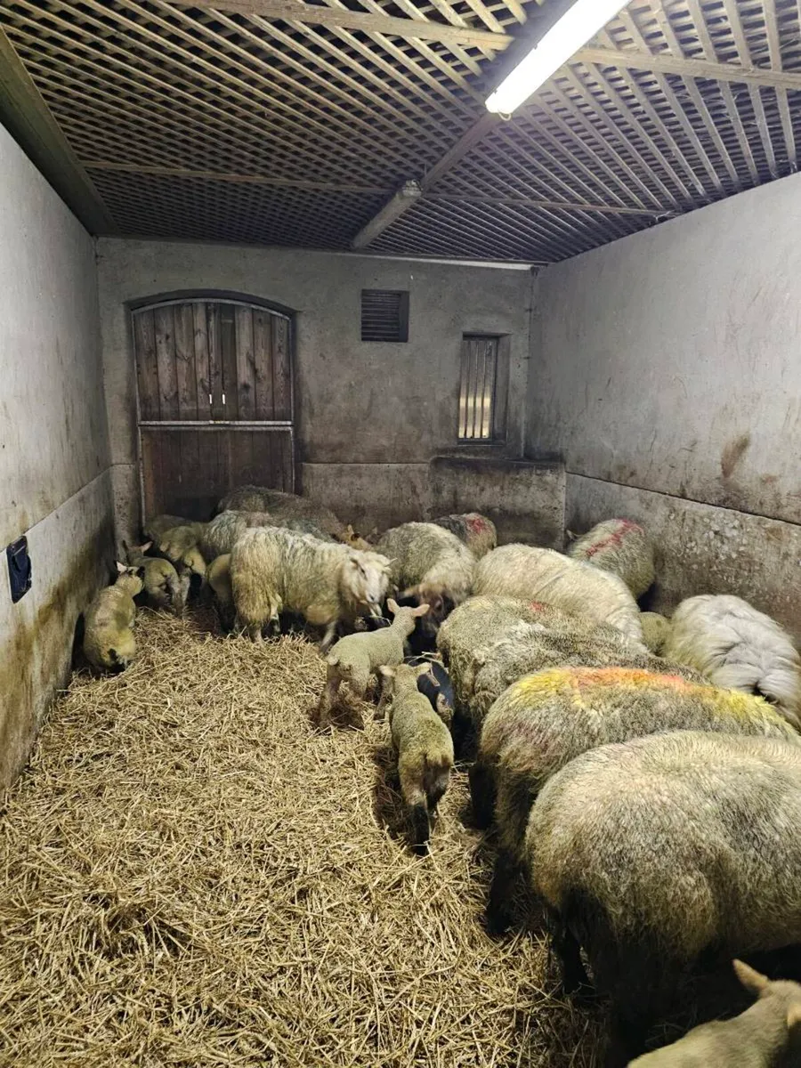 Ewes and lambs - Image 4