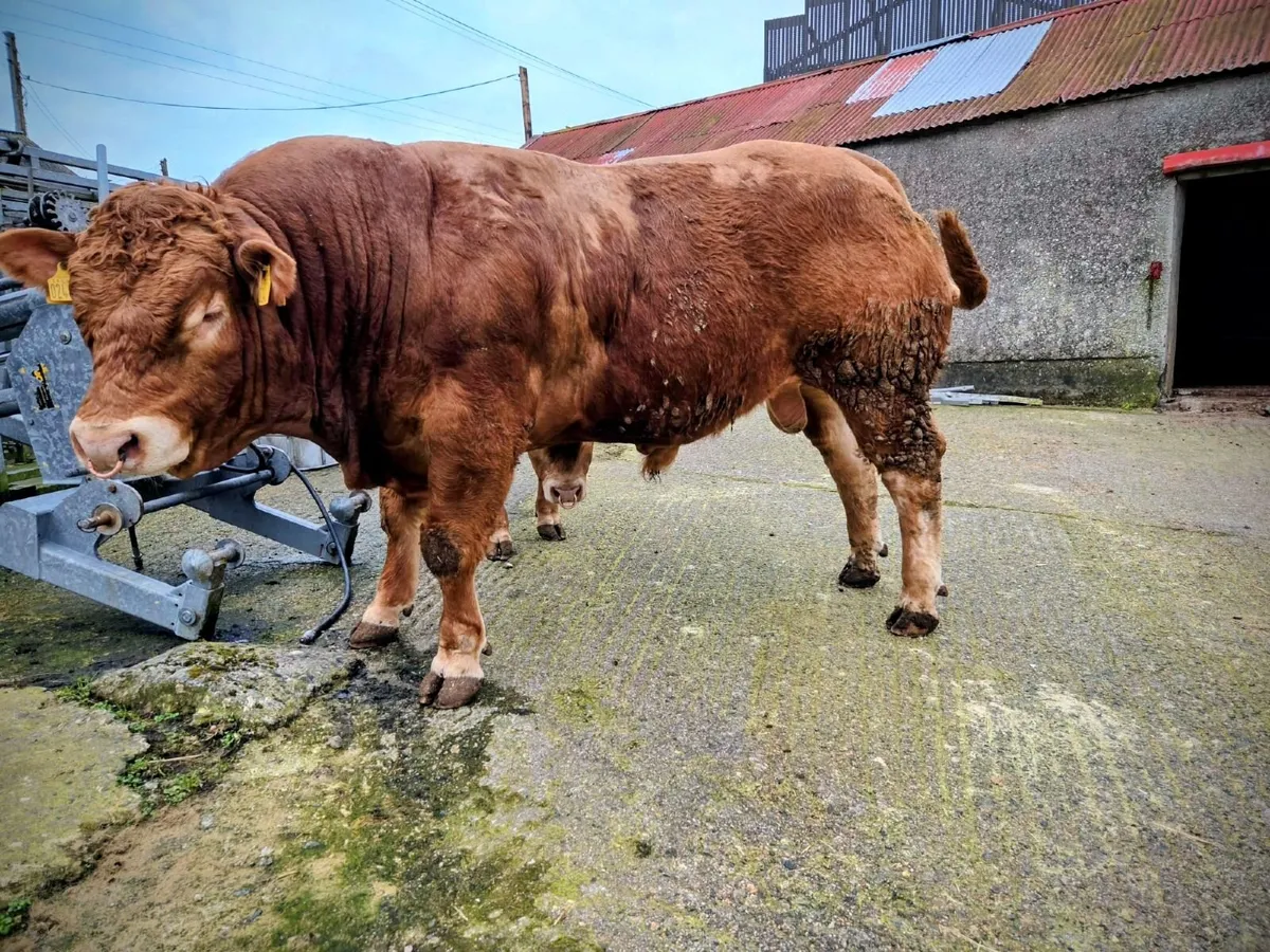 Limousin Pedigree Bull - Image 3