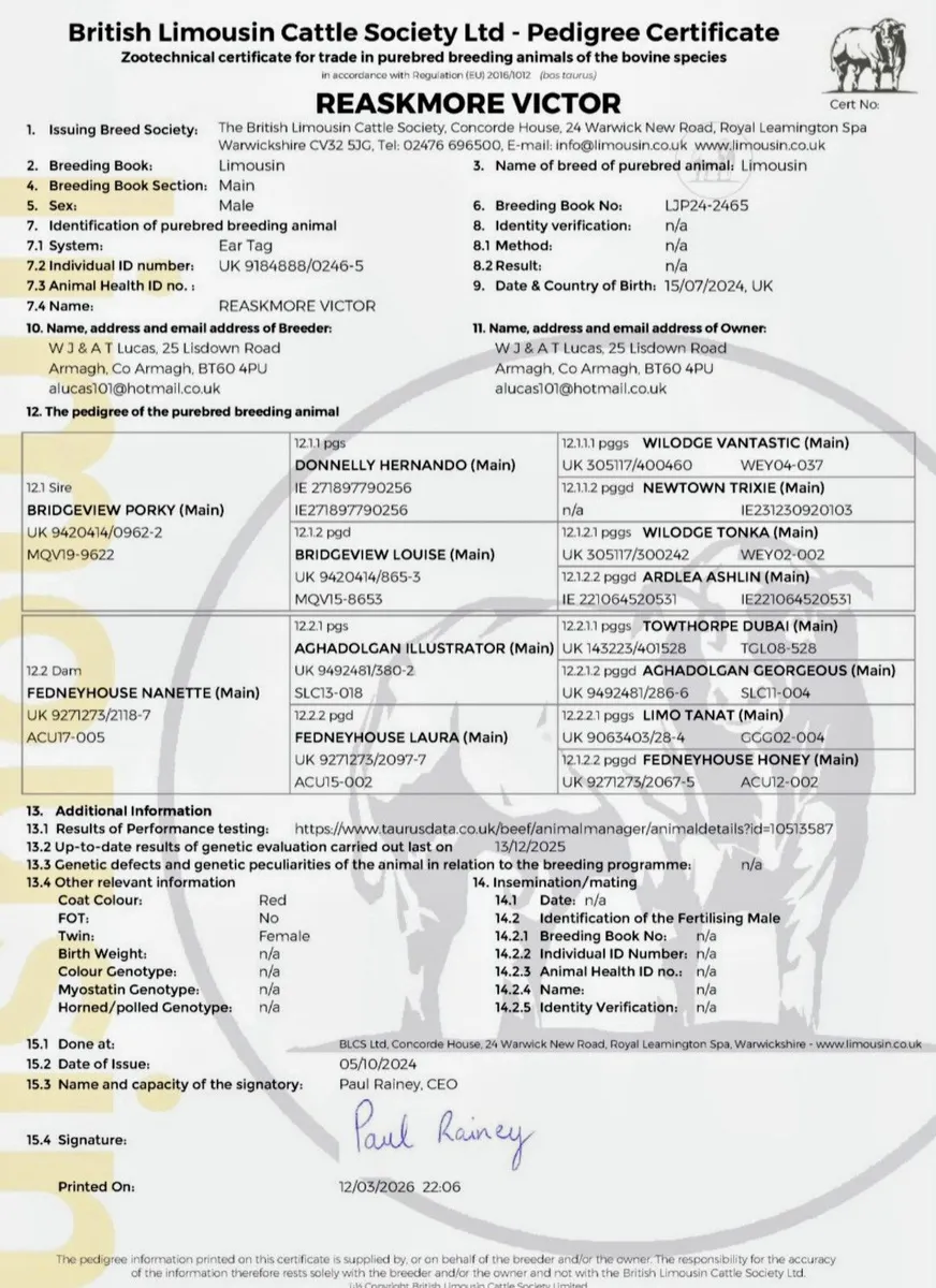 Limousin Pedigree Bull - Image 4