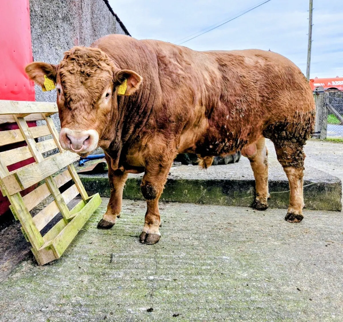 Limousin Pedigree Bull - Image 1